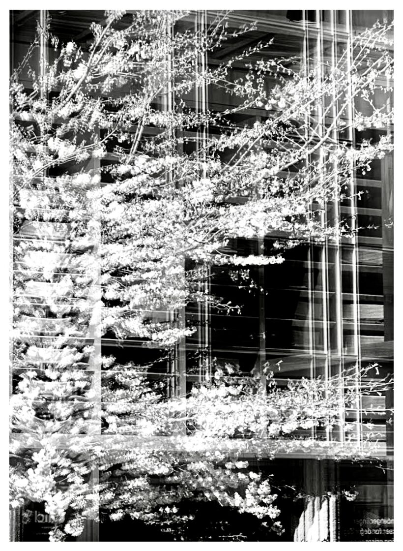 Houses and Trees series 1. Cherry Blossoms, Oslo