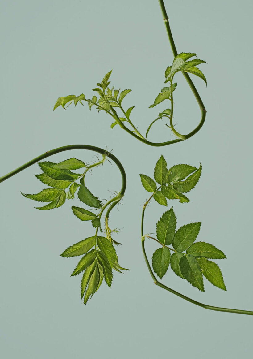 juhapekkalaakio_photograph_Juharose_twigs_7_A3