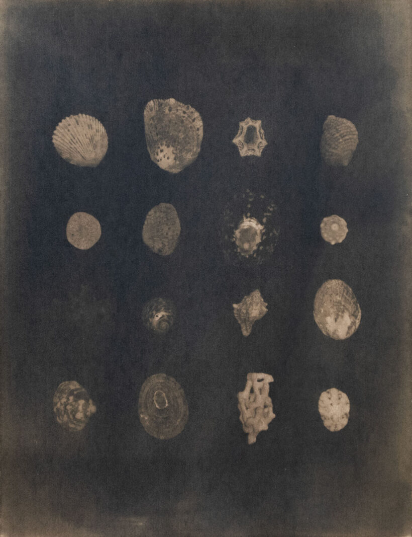 annaniskanen_cyanotype_2025_1